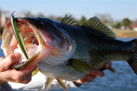 Fishing For Bass In Fast Current - what makes a good fishing