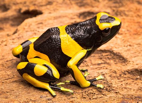 13 Interesting Poison Dart Frogs Facts - Rainforest Cruises