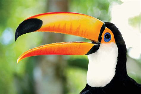 Toucan | Brightly Colored Bird of the Neotropics | Britannica