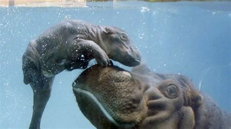 Watch Baby Hippo Learn How to Swim