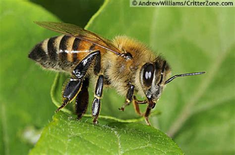 European or Western Honey Bee (Apis mellifera) - Works of the Creator: An All Creatures Photo ...