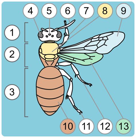 10+ Bee Anatomy Diagram - ArioRaheli