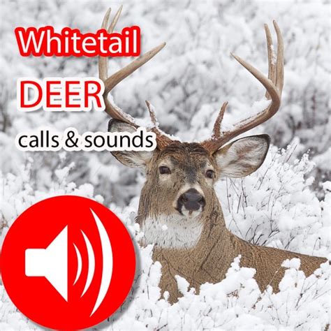 Whitetail Hunting Calls & Sounds - Real Deer Call by Jing Ren