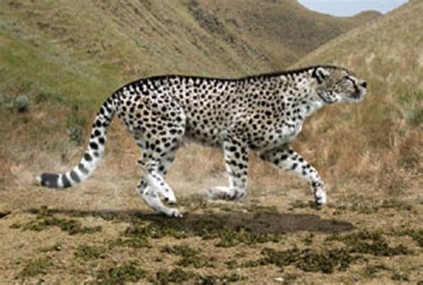 Acinonyx pardinensis - Wiki Prehistórico