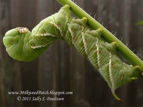 The Milkweed Patch: Carolina Sphinx Moth Caterpillar