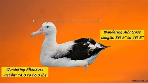 Wandering Albatross Size: How Does It Compare With Others?