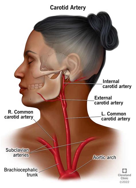 Anatomy Students The Pulse Of Common Carotid Artery Is, 53% OFF