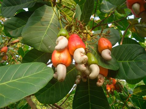 How Do Cashews Grow? The Weird Way These Nuts Develop | The Healthy