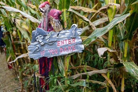 Haunted Corn Maze 2024 - Katti Meghann