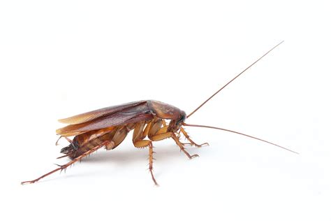 Three Most Common Types of Cockroaches - Pest Solutions