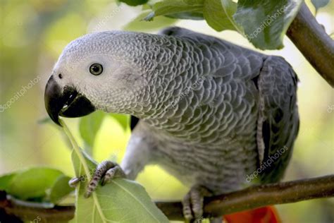 An African Grey Parrot — Stock Photo © mikdam #6592260