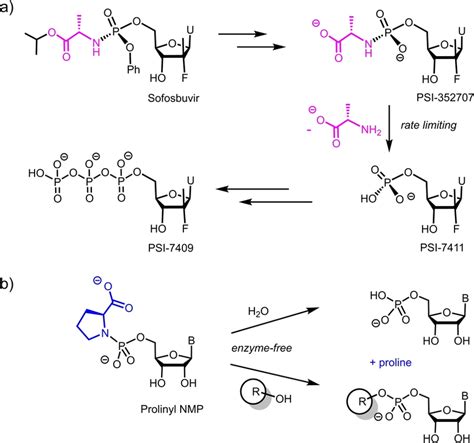 Interconversion of nucleoside phosphates. A) Steps of the intracellular... | Download Scientific ...