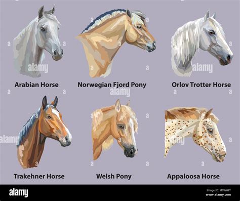 Set of portraits of horses and pony breeds (Trakehner horse, Welsh Pony, Orlov Trotter, Arabian ...