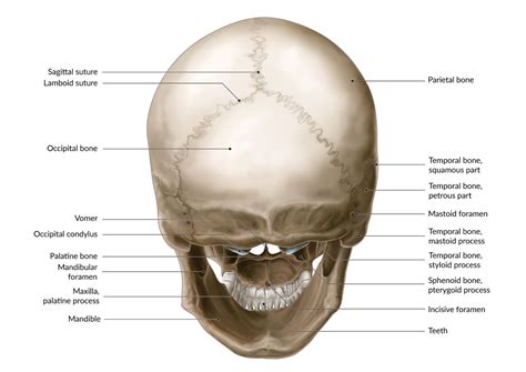 Floor Of Cranium Bones And Joints | Viewfloor.co