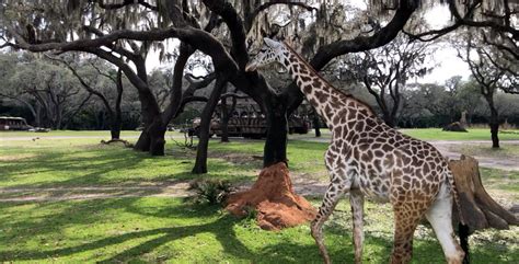 Take a Wild Ride on Kilimanjaro Safaris at Disney’s Animal Kingdom