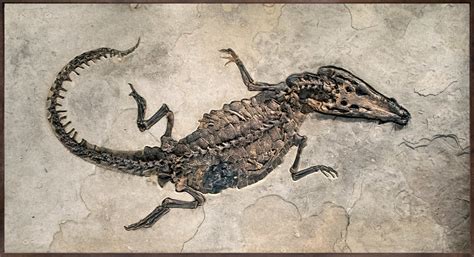 Fossil Crocodile Mural 8703gm - - Fossil Art-Items - Natural Fossil Art and Design