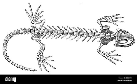 Fire Salamander: skeleton Stock Photo - Alamy