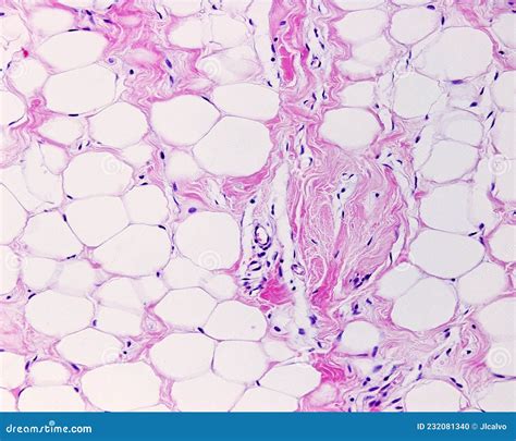 Embryology Histology Lab Adipose Tissue | The Best Porn Website