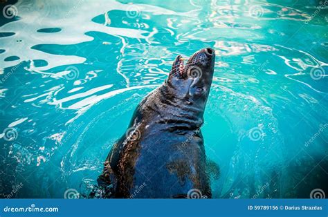 Sea Lion Feeding Stock Photo - Image: 59789156