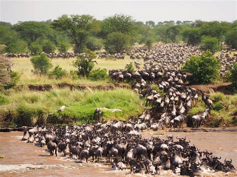 The Great Migration of Wildebeests of Maasai Mara.