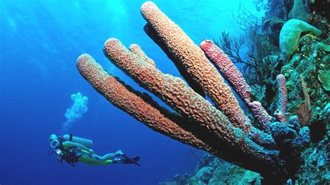 Scientists map Caribbean coral reefs to tackle climate change - BBC News