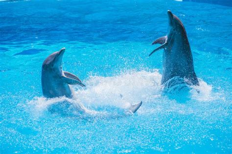 Dolphins Dancing, Dolphin Show Stock Image - Image of dolphin, playful: 32768041