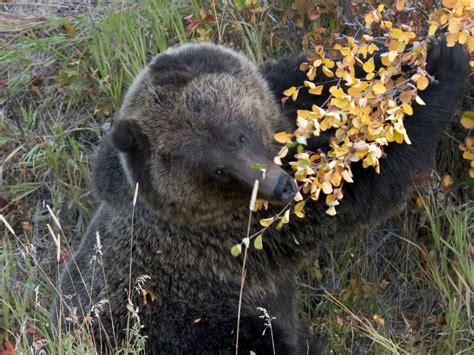 What Do Grizzly Bears Eat - Grizzly Bears Diet - Zooologist