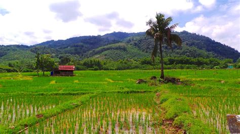 Foto Besar: Kehijauan Sawah Padi Di Kampung Agudon, Keningau