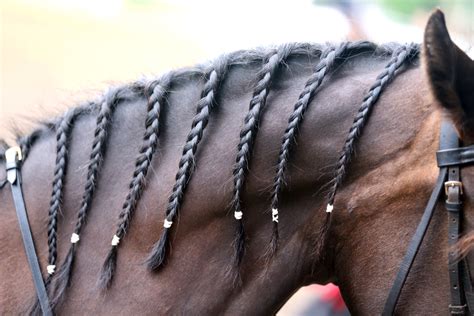 Braided Mane for Horse: Fashion or Functional | Horse Retirement