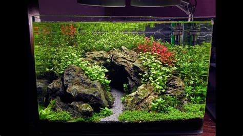 How To Set Up A Planted Aquarium | Natural World Pets