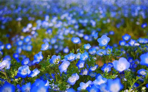 Blue Flower Desktop Wallpapers - Top Free Blue Flower Desktop Backgrounds - WallpaperAccess