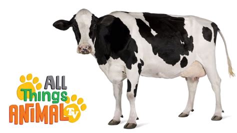 COWS: Animals for children. Kids videos. Kindergarten | Preschool learning - YouTube