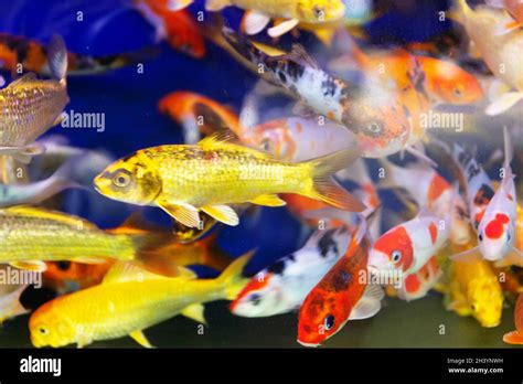 Goldfish or Golden carp, as an object of breeding Stock Photo - Alamy