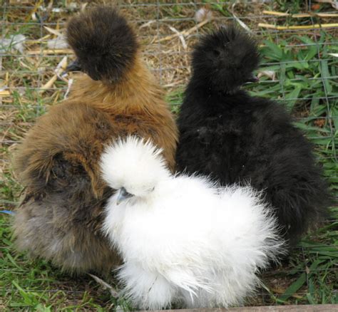 Silkie: A Comprehensive Guide on the Furry Chicken | PetHelpful