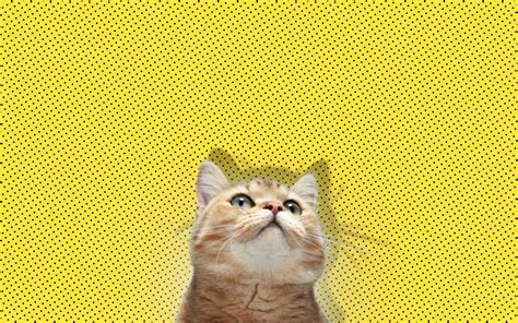 cat, Minimalism, Yellow Wallpapers HD / Desktop and Mobile Backgrounds