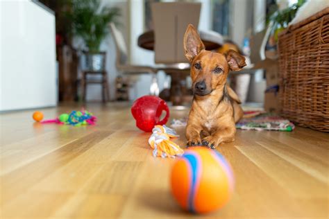 24 Best Dog Puzzle Toys to Entertain Your Pup 2024 — Dog Puzzles