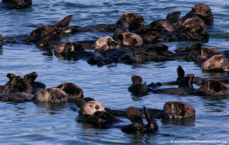 Sea Otter Facts - Sea Otter Foundation & Trust