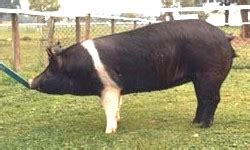 The Different Breeds of Swine - Hampshire. Hampshire Pig Breed. Hampshire Gilts, Sows and Boars ...