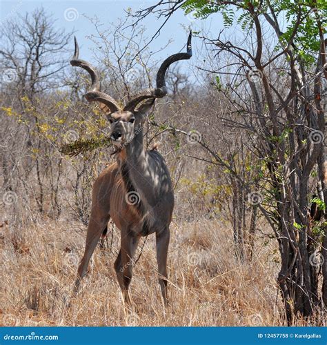 Male Of Kudu Antelope Royalty Free Stock Photos - Image: 12457758