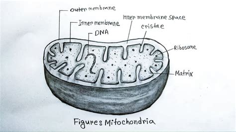 How To Draw Mitochondria