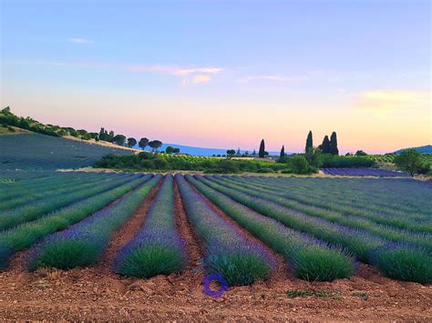 Lavender field and sunset - Landscape - Photo.net