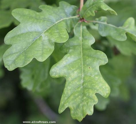 Pictures and description of the Pendunculate Oak (quercus robur)