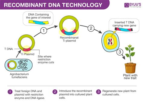 Gene Cloning Pdf Notes