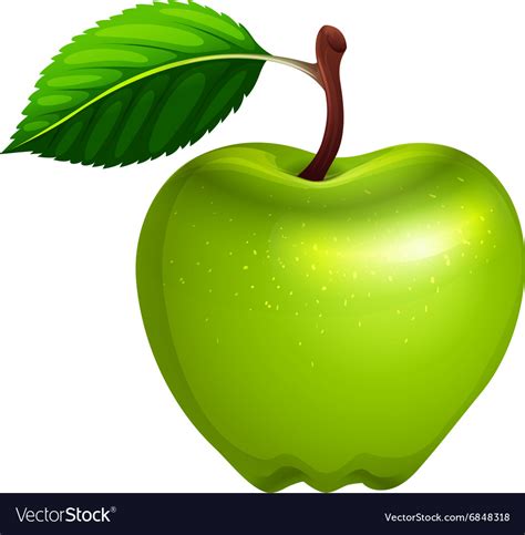 Green apple with leaf and stem Royalty Free Vector Image