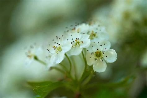 Hawthorn Flower Meaning, Symbolism, and Uses You Should Know - GrowingVale