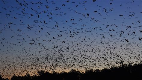 Conservation of Australian Flying Foxes - Tolga Bat Hospital