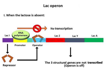 The Lactose Operon – The Biotech Notes