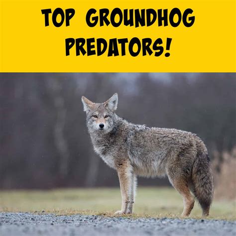 An Overview of Groundhog Predators - Squirrels at the Feeder