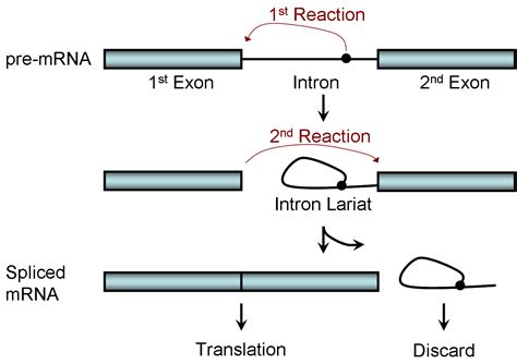 Splicing (genetics) - wikidoc