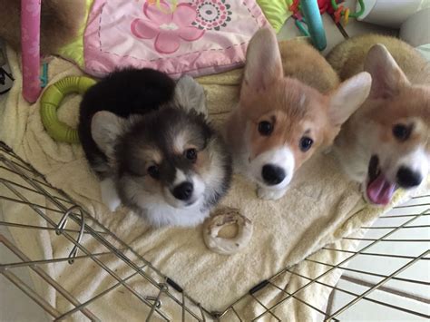 Corgi Puppies For Adoption Colorado | matthewmcewen